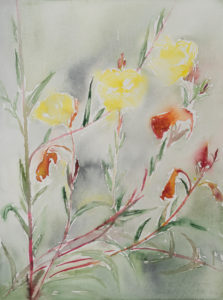 watercolor, evening primroses